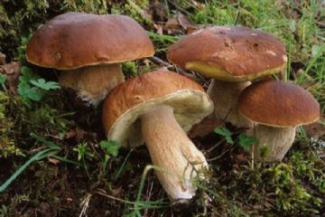 Divieto temporaneo di raccolta funghi e segnalazione di divieto caccia nei castagneti da frutto coltivati